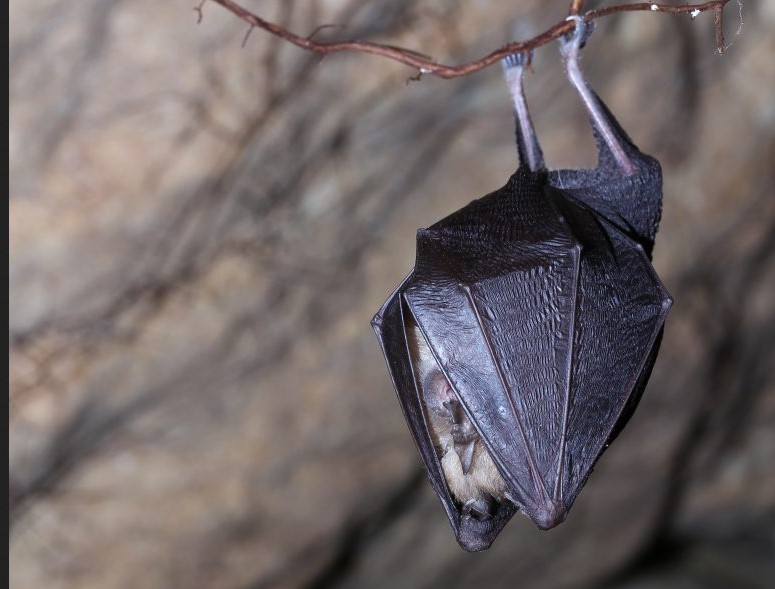 Δημιουργούνται 5.000 τεχνητά καταφύγια νυχτερίδων.