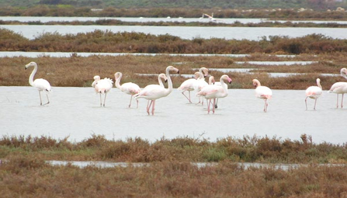 Πλήθος πουλιών διαβιεί στα νερά της Παμβώτιδας!