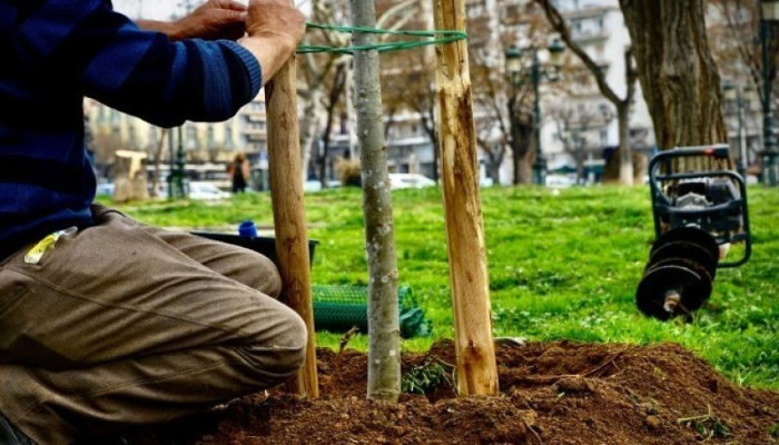 Θεσσαλονίκη: Αστικό δάσος με καρποφόρα δέντρα στην περιοχή Στρεμπενιώτη