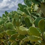 Opuntia Kefalonia: Από το «άγριο» φραγκόσυκο σε brand ανάπτυξης για το νησί