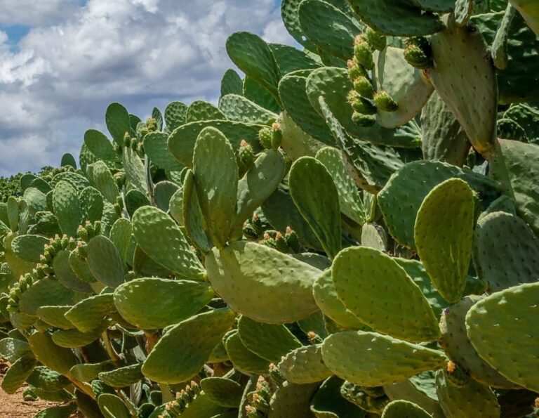 Opuntia Kefalonia: Από το «άγριο» φραγκόσυκο σε brand ανάπτυξης για το νησί